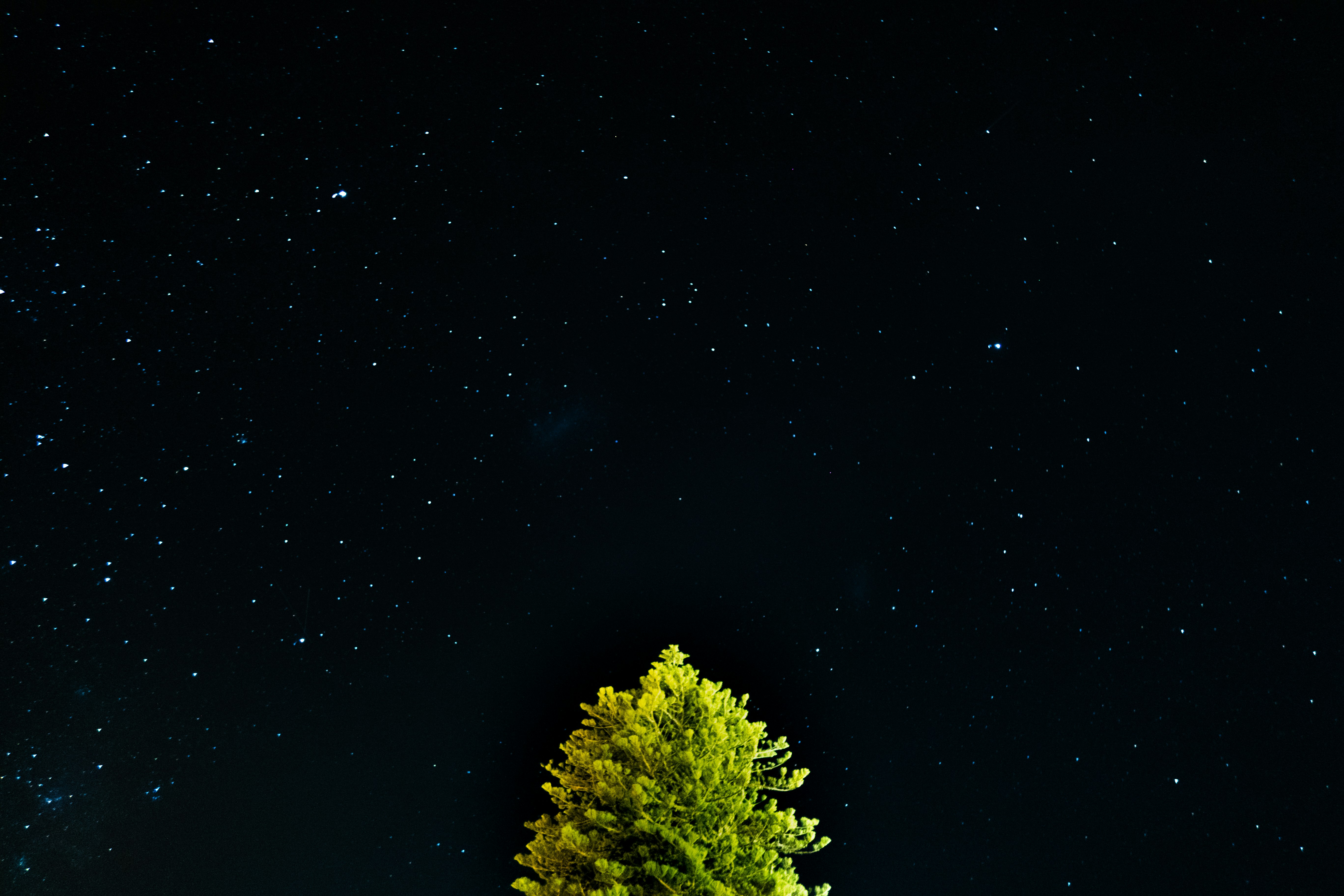 green tree under starry night